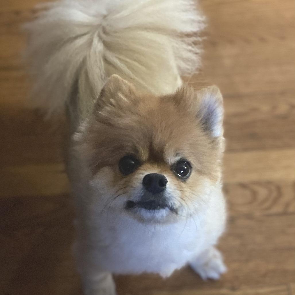 Brandy, Adoptable, Senior Female Pomeranian.
