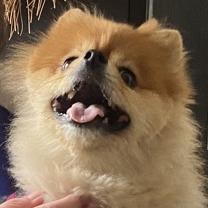 Brandy, a Adoptable Pomeranian in Kansas City, MO image 2/5