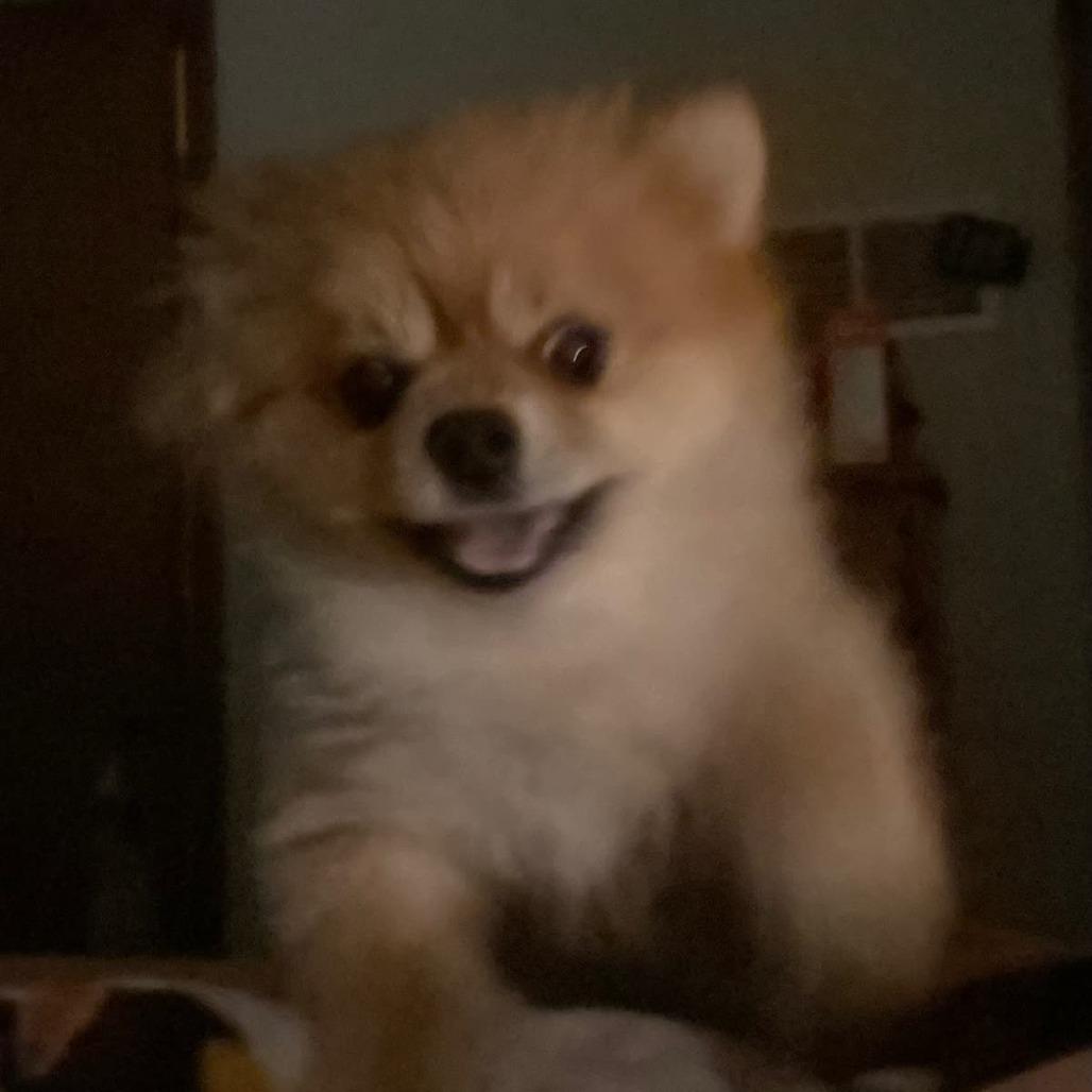 Brandy, a Adoptable Pomeranian in Kansas City, MO image 3/5