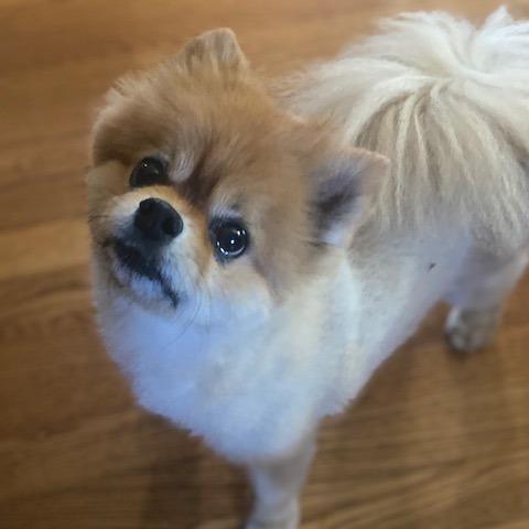 Brandy, a Adoptable Pomeranian in Kansas City, MO image 4/5