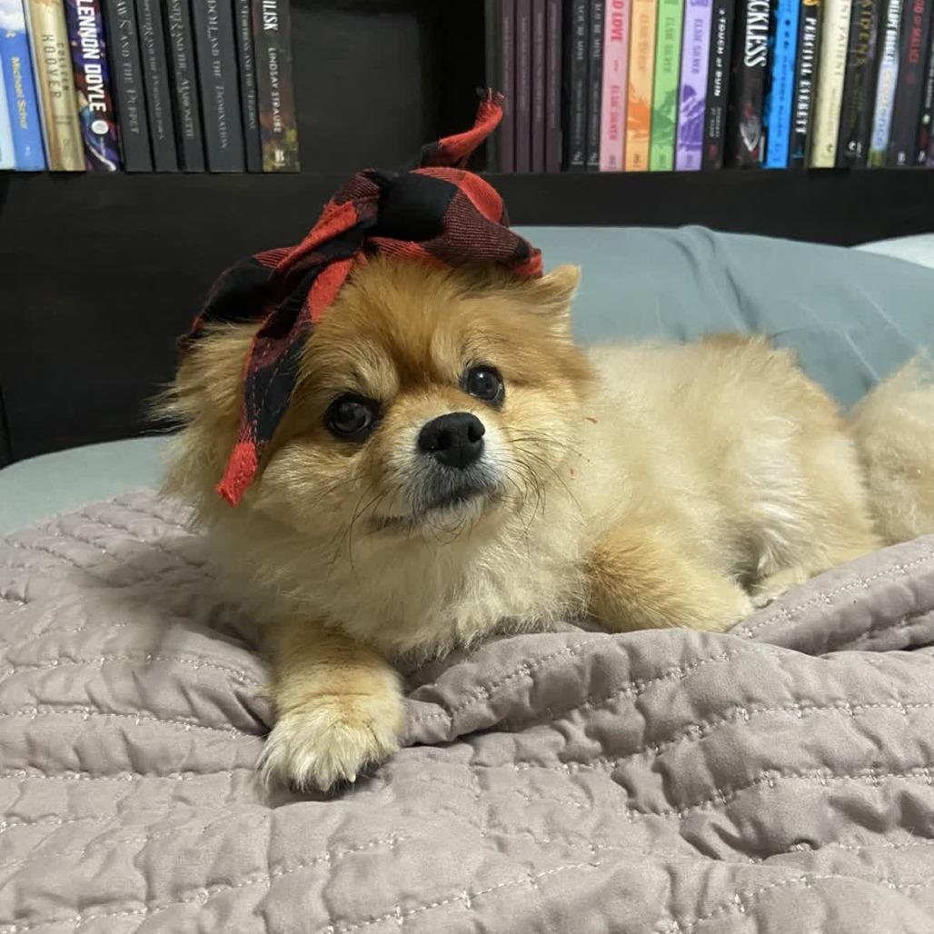 Brandy, a Adoptable Pomeranian in Kansas City, MO image 5/5