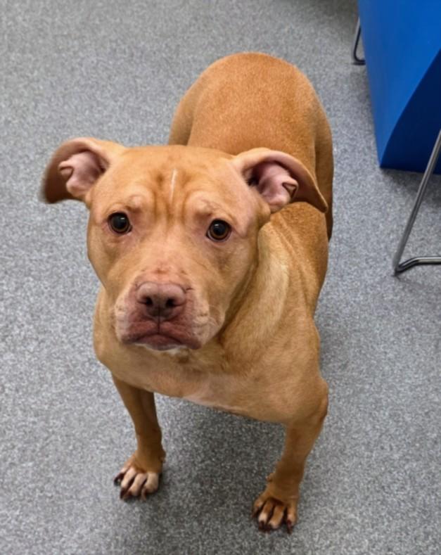 Enlarge SRI LANKA, a Adoptable Pit Bull Terrier in Toledo, OH image 1/1