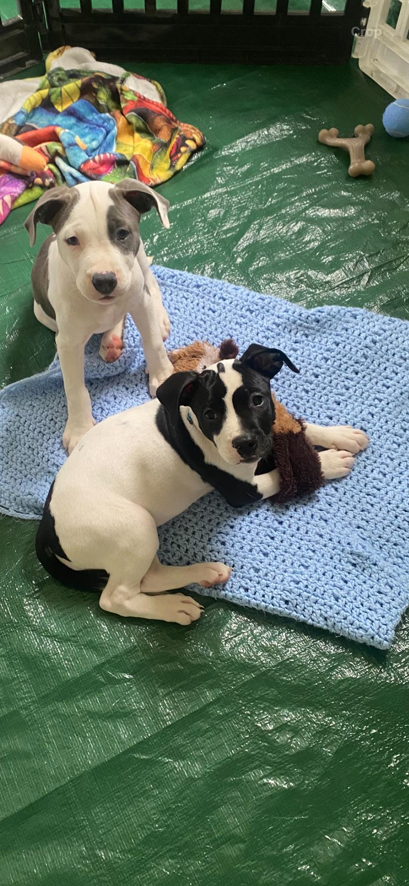 Marley, Adoptable, Puppy Female American Staffordshire Terrier.