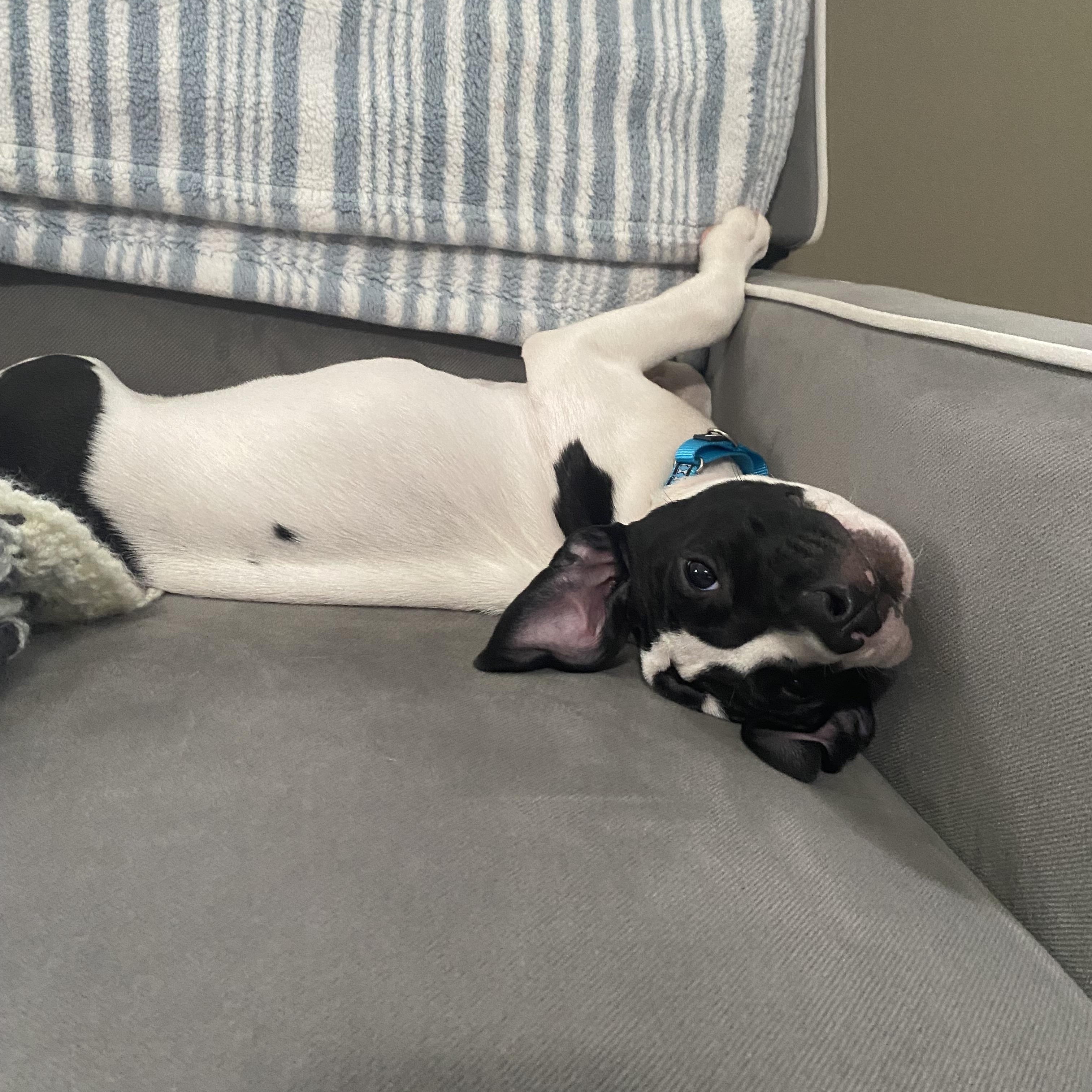 Enlarge Marley, a Adoptable mixed breed in Hillsdale, NY image 2/4