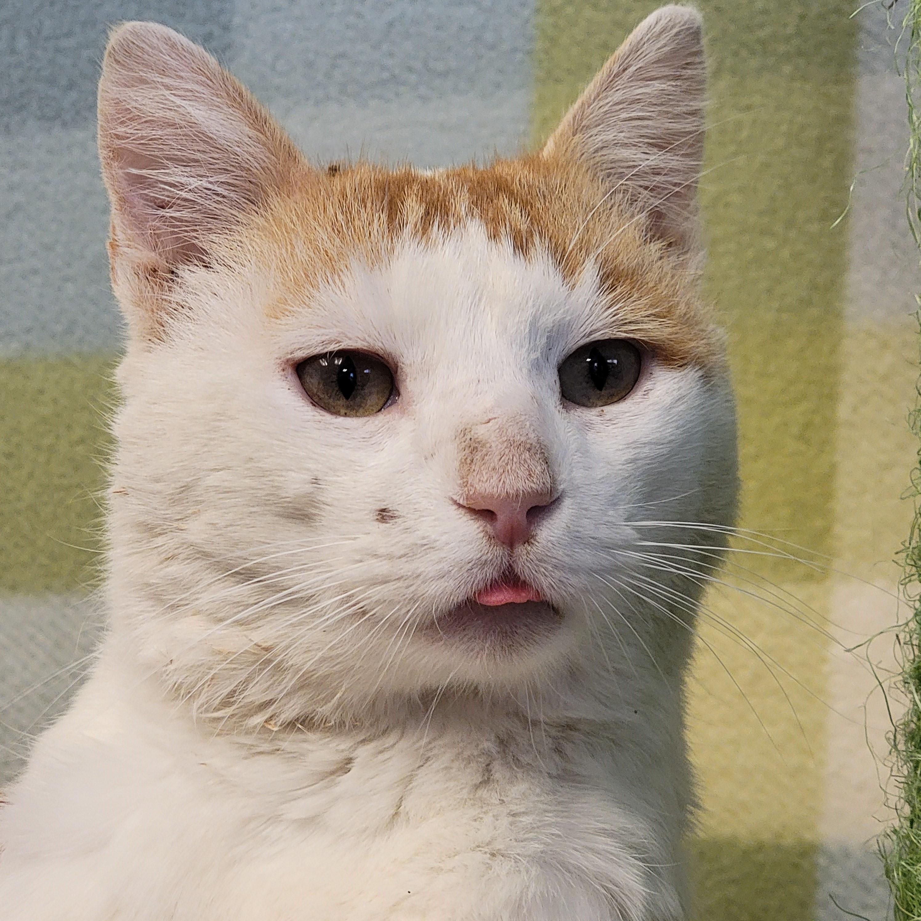 Enlarge Stewart, a ADOPTABLE mixed breed in ALPINE, TX image 5/6