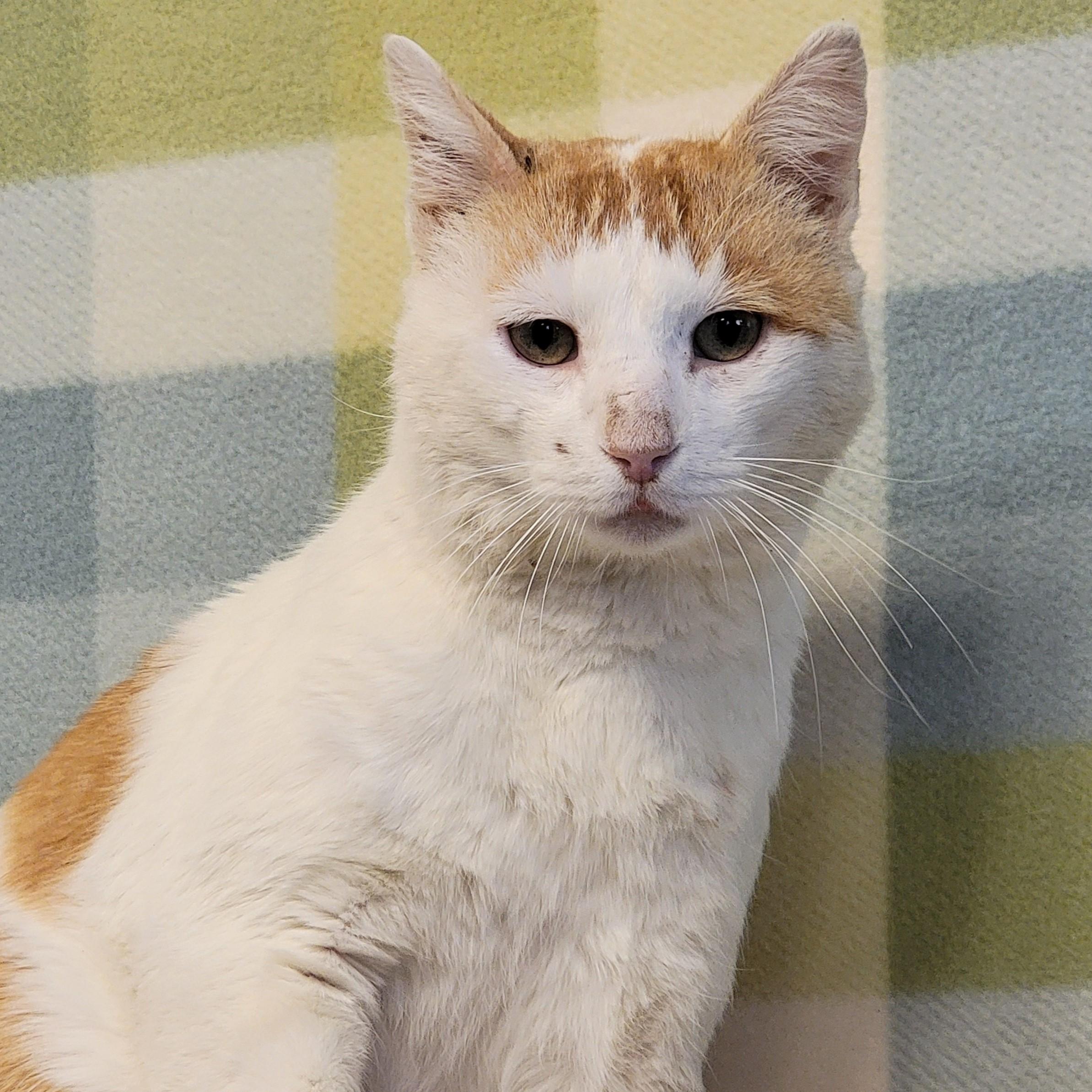 Enlarge Stewart, a ADOPTABLE mixed breed in ALPINE, TX image 6/6