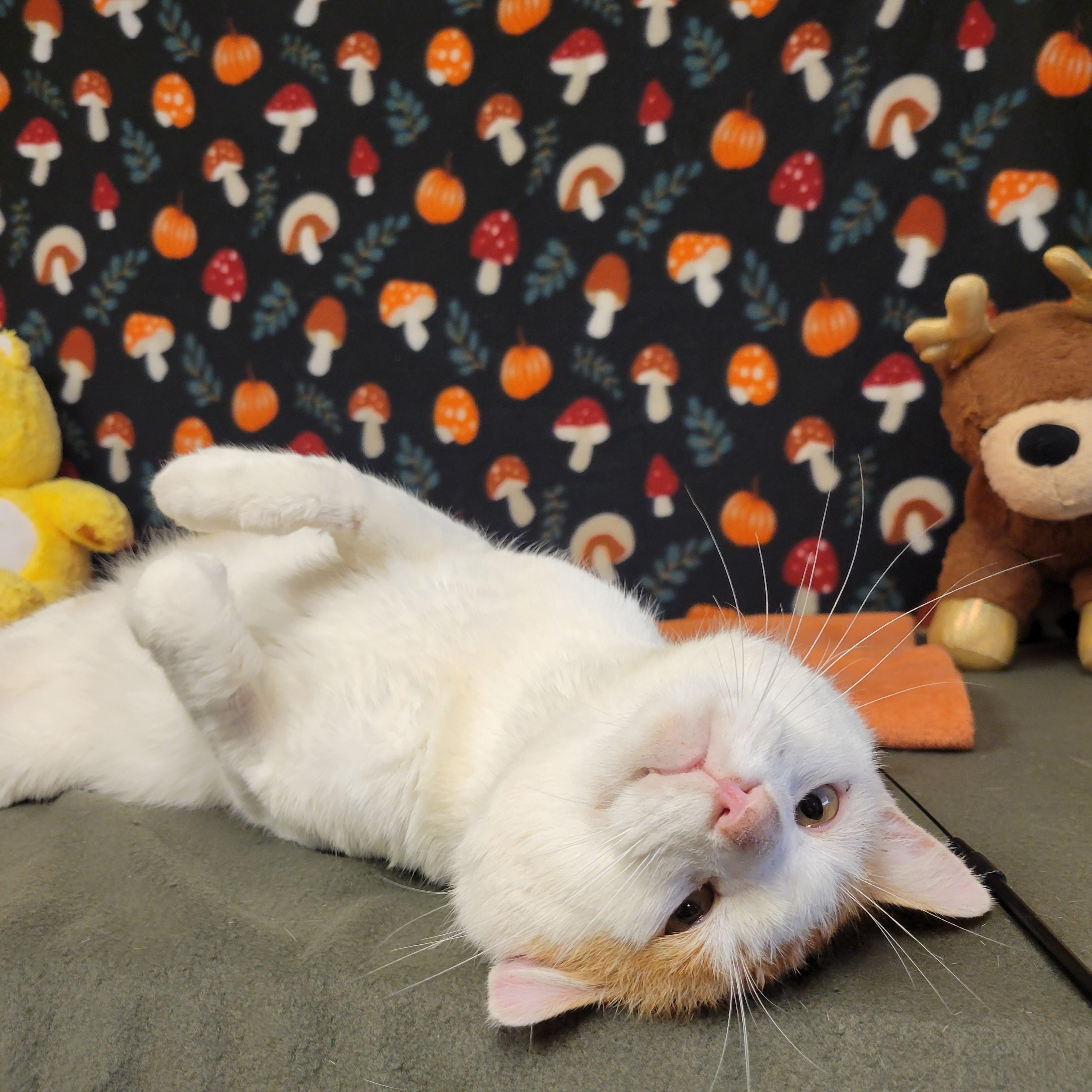 Enlarge Stewart, a ADOPTABLE mixed breed in ALPINE, TX image 2/6