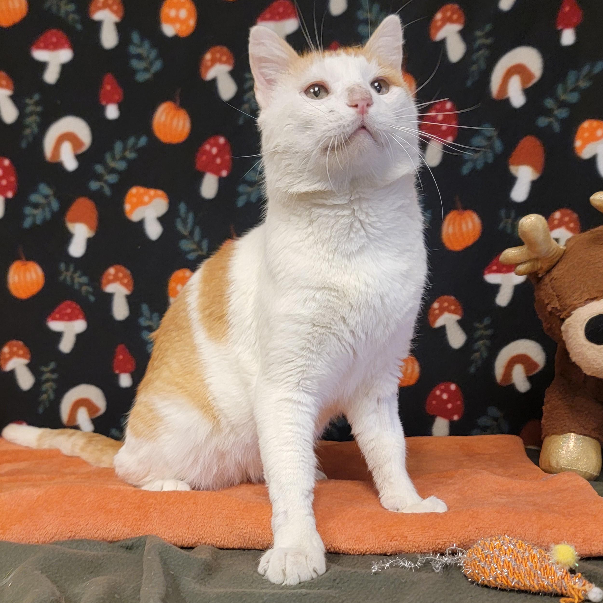 Enlarge Stewart, a ADOPTABLE mixed breed in ALPINE, TX image 3/6