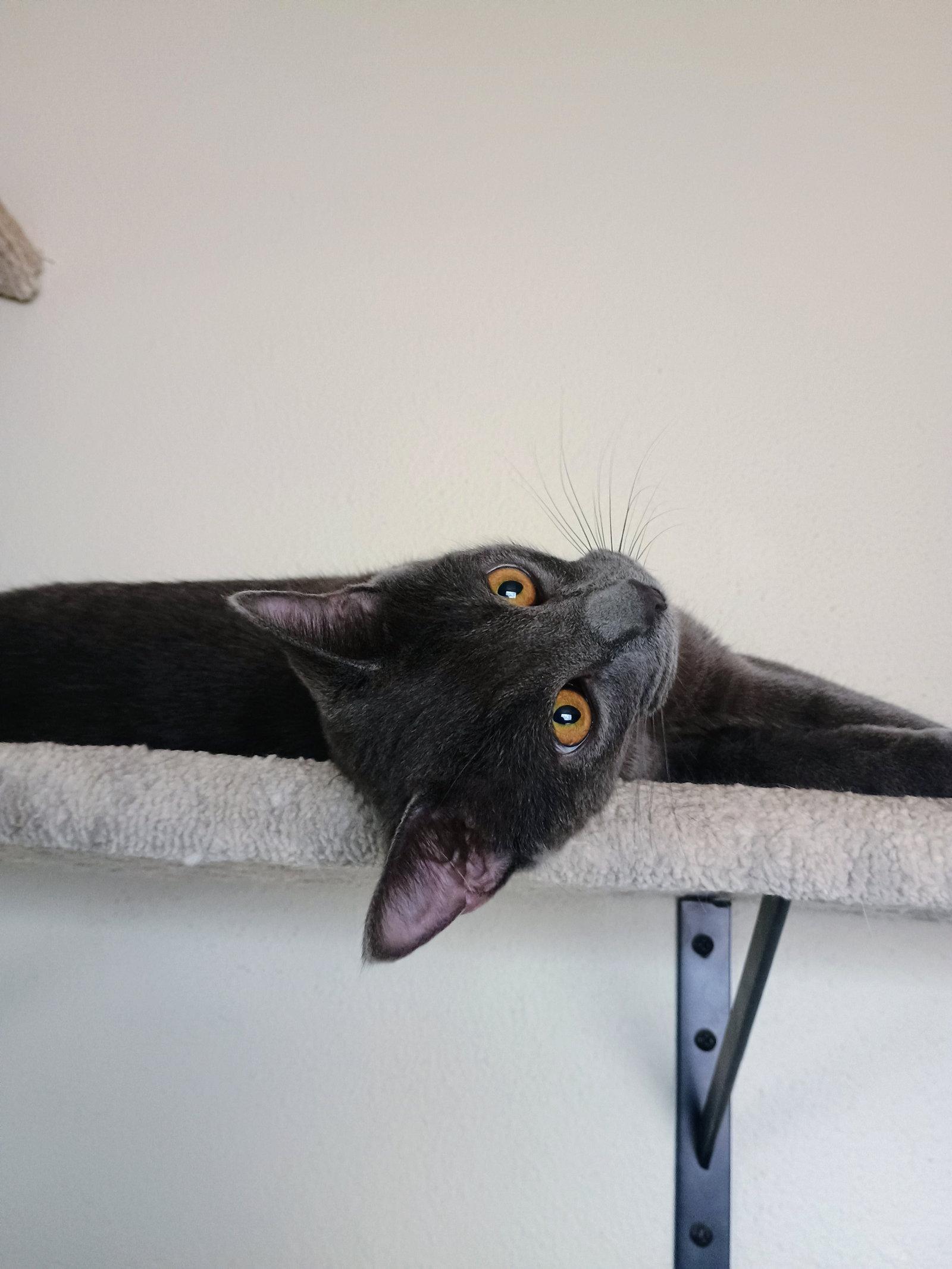 Guapo, Adoptable, Young Male Domestic Short Hair.