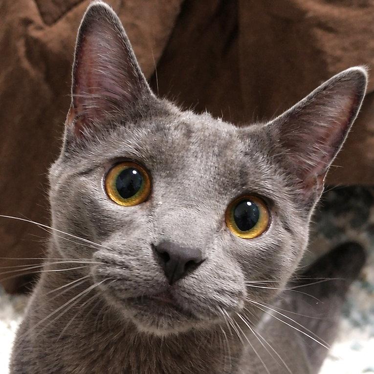Enlarge Guapo, a Adoptable Domestic Short Hair in Laramie, WY image 2/3