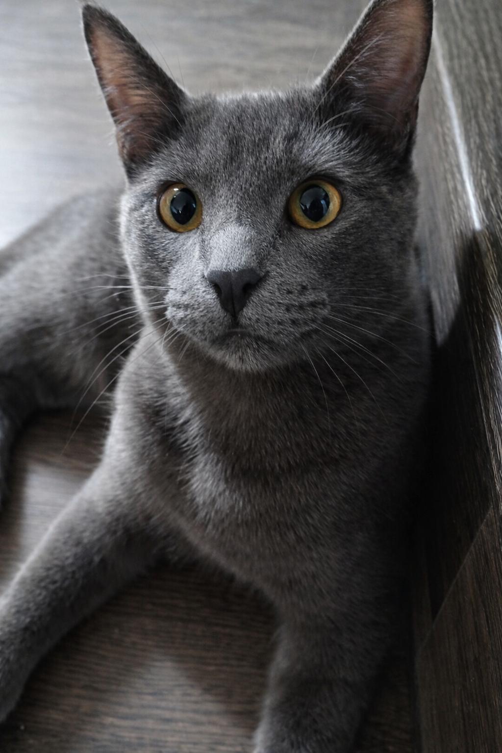 Enlarge Guapo, a Adoptable Domestic Short Hair in Laramie, WY image 3/3