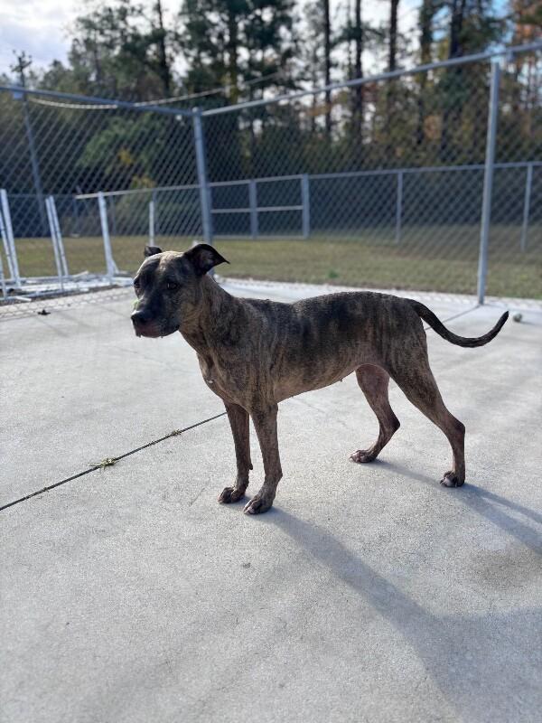 Athena, Adoptable, Adult Female Pit Bull Terrier & Boxer.