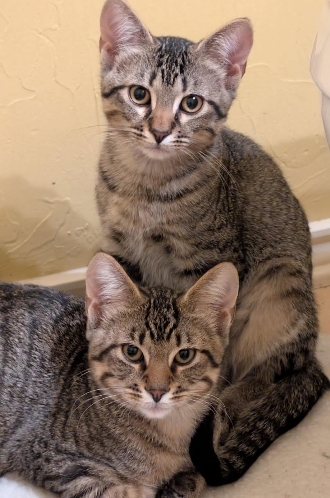 Sweet and Spicy, Adopted, Kitten Male Tabby & Domestic Short Hair.