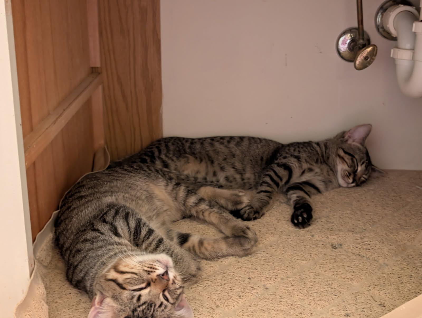 Enlarge Sweet and Spicy, a Adopted mixed breed in Parker, TX image 3/5