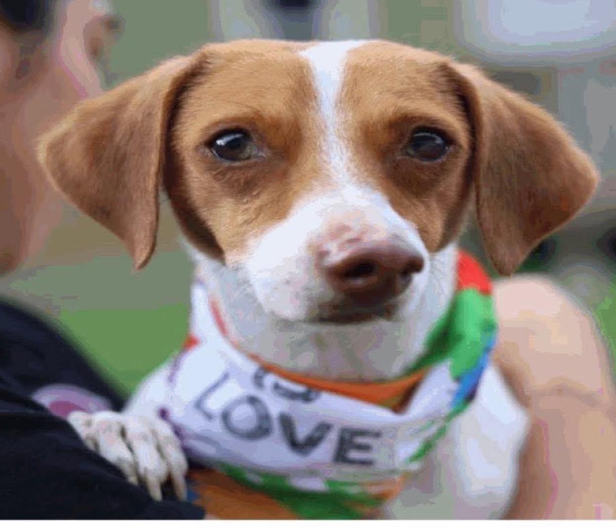 Enlarge Pebbles, a ADOPTABLE mixed breed in Boston, MA image 1/1