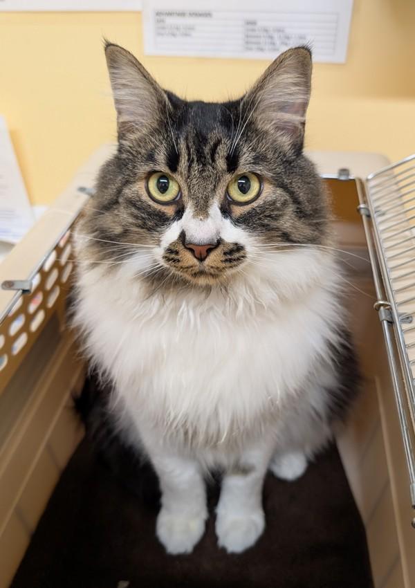 Milo, Adoptable, Adult Male Domestic Medium Hair.