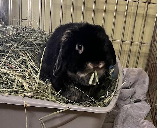 Bunsen, an adoption pending Holland Lop in Omaha, NE image 1/3