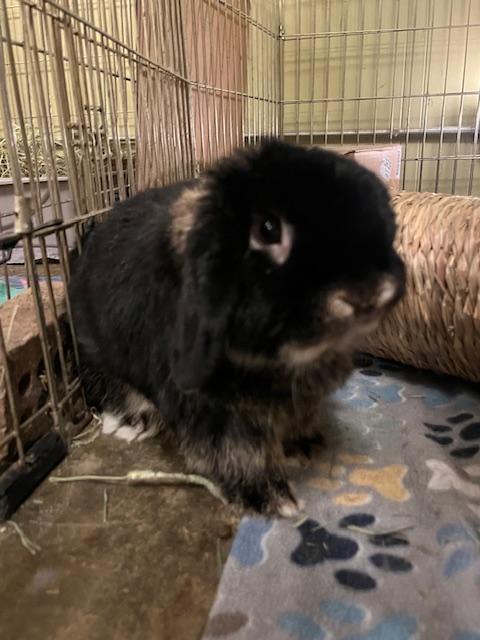 Bunsen, an adoption pending Holland Lop in Omaha, NE image 2/3