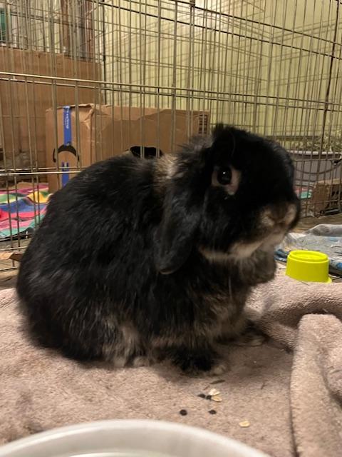 Bunsen, an adoption pending Holland Lop in Omaha, NE image 3/3
