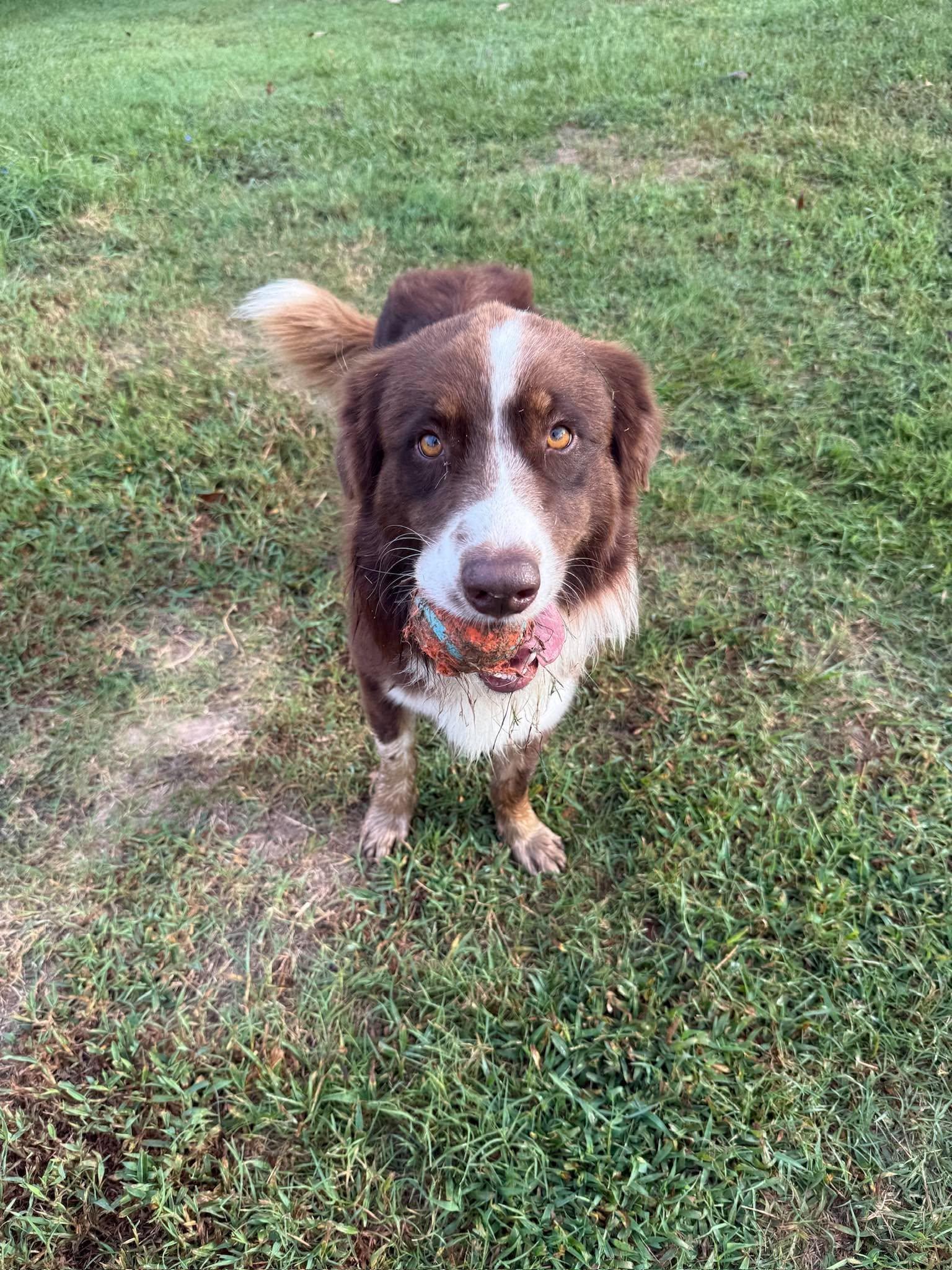 Enlarge Scout, a Adoptable mixed breed in Thornton , CO image 5/6