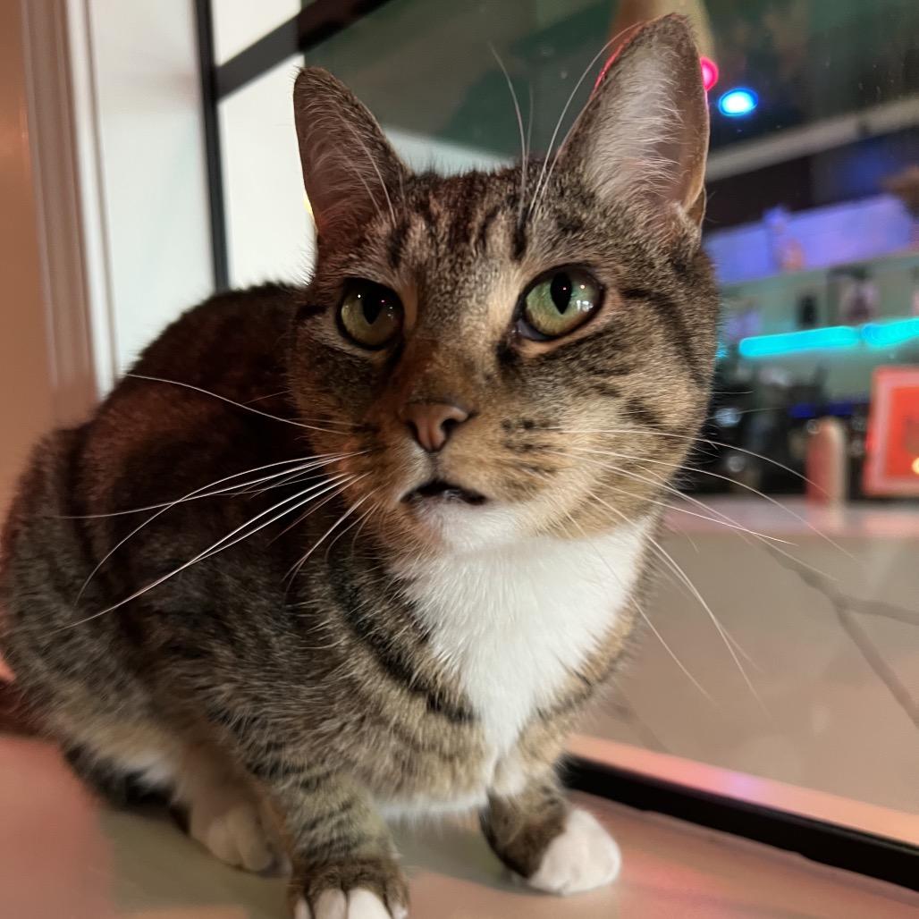 Enlarge Fiona, a Adoptable Domestic Short Hair in SANTA ROSA BEACH, FL image 1/6