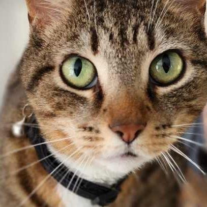 Enlarge Fiona, a Adoptable Domestic Short Hair in SANTA ROSA BEACH, FL image 2/6