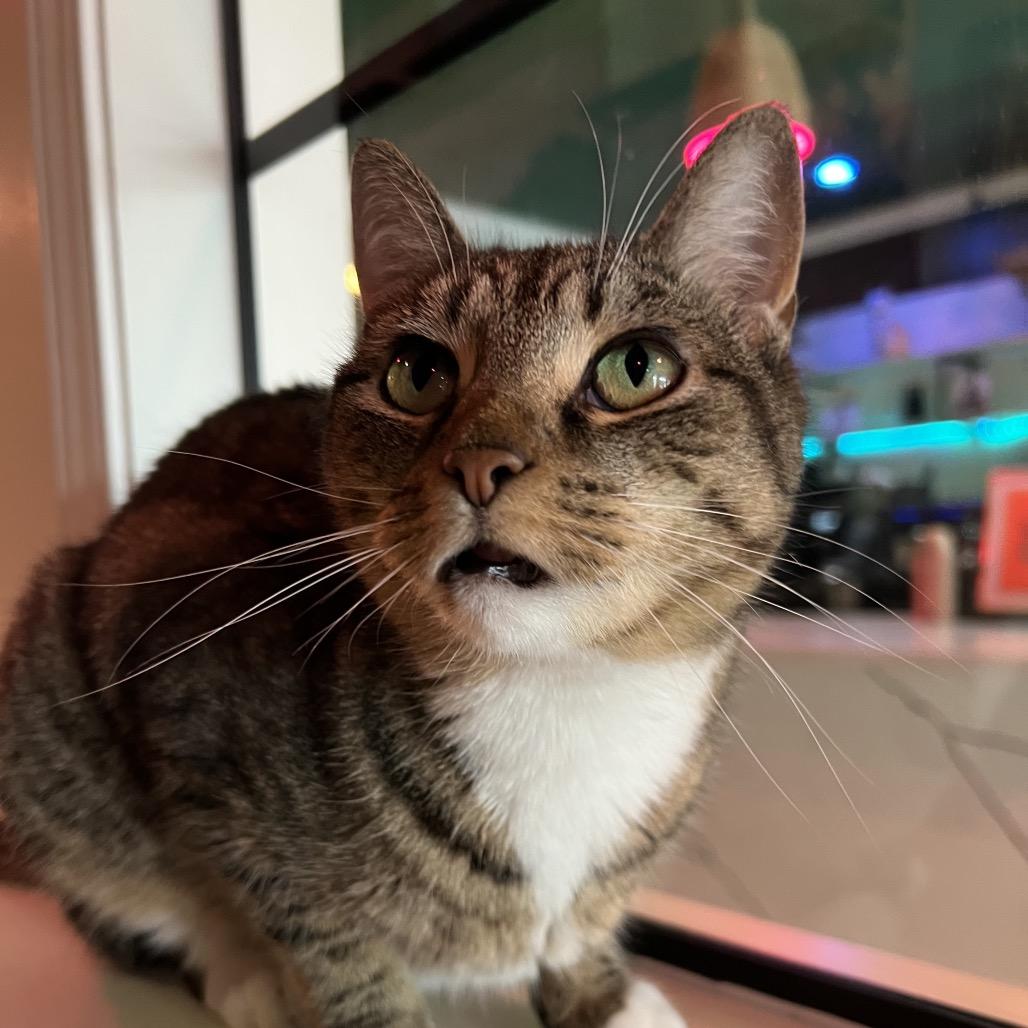 Enlarge Fiona, a Adoptable Domestic Short Hair in SANTA ROSA BEACH, FL image 3/6