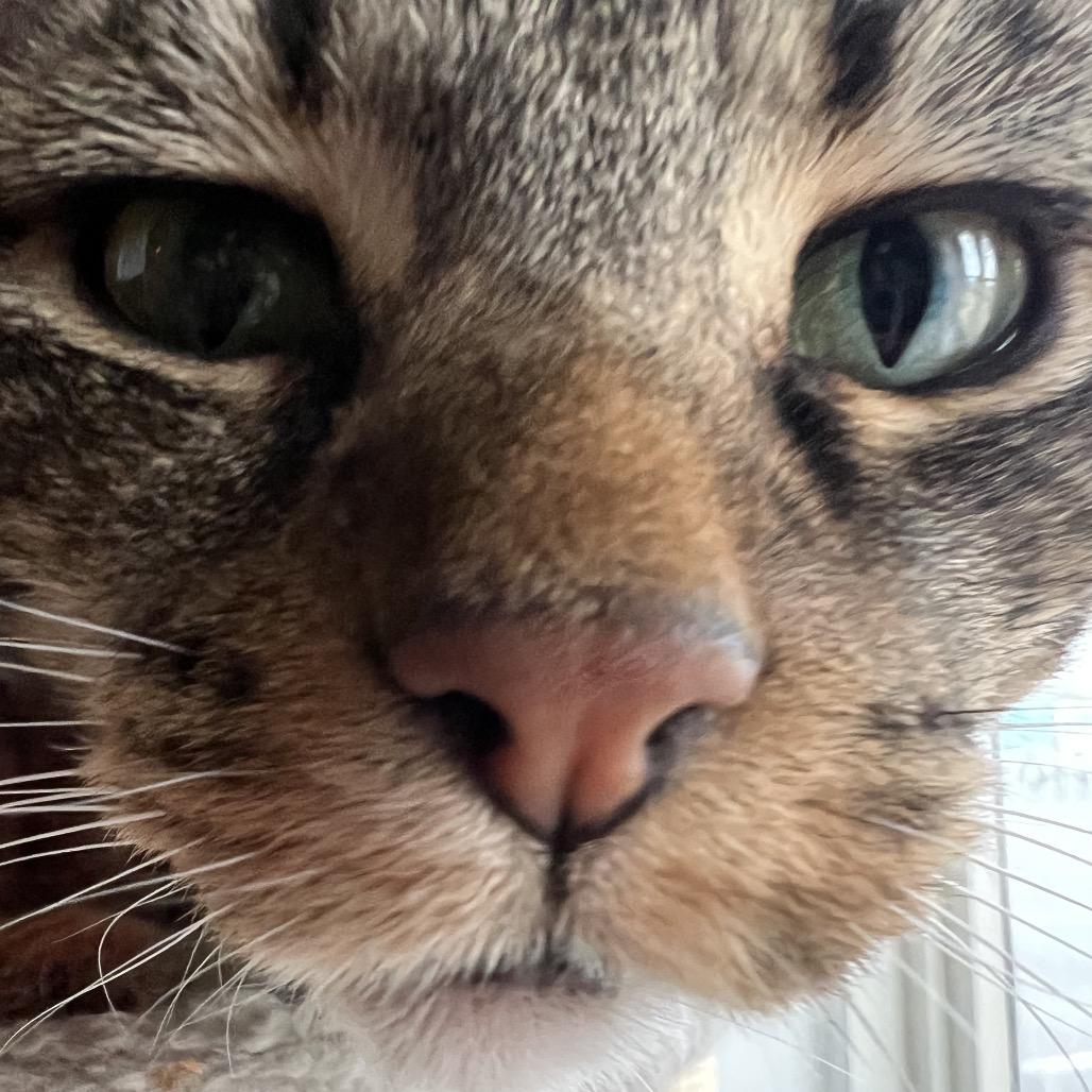 Enlarge Fiona, a Adoptable Domestic Short Hair in SANTA ROSA BEACH, FL image 4/6