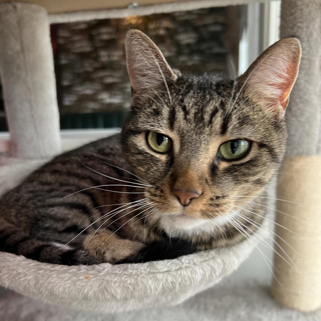 Enlarge Fiona, a Adoptable Domestic Short Hair in SANTA ROSA BEACH, FL image 5/6