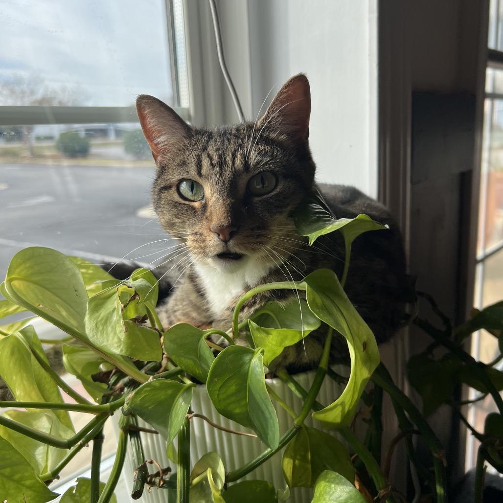 Enlarge Fiona, a Adoptable Domestic Short Hair in SANTA ROSA BEACH, FL image 6/6