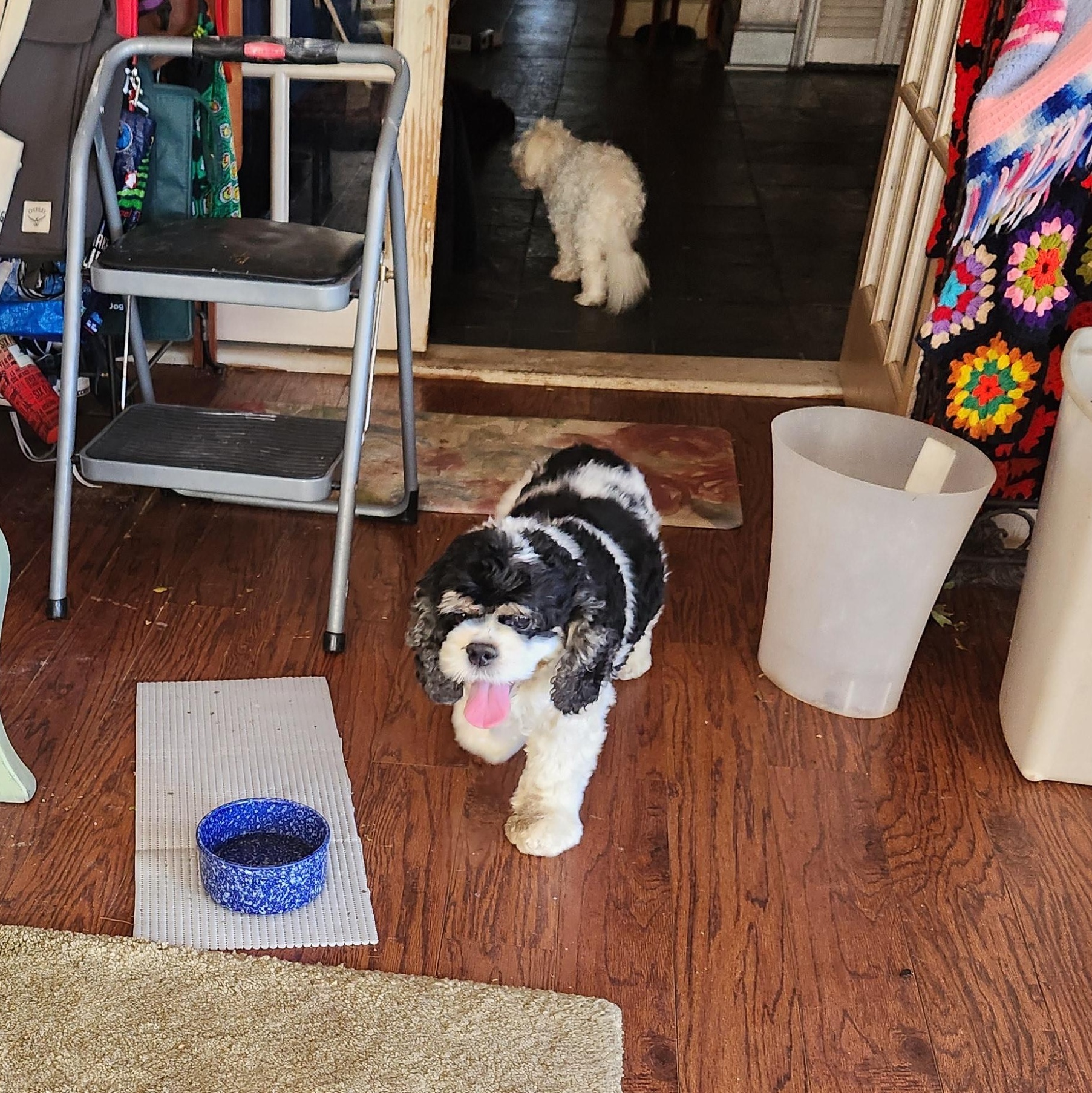 Lola, a Adopted Cocker Spaniel in Fort Worth, TX image 2/9