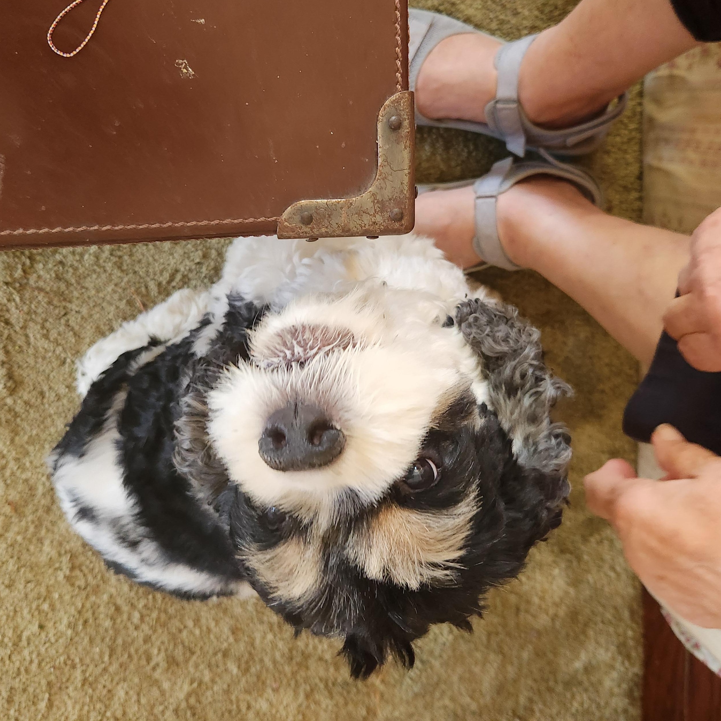 Lola, a Adopted Cocker Spaniel in Fort Worth, TX image 4/9