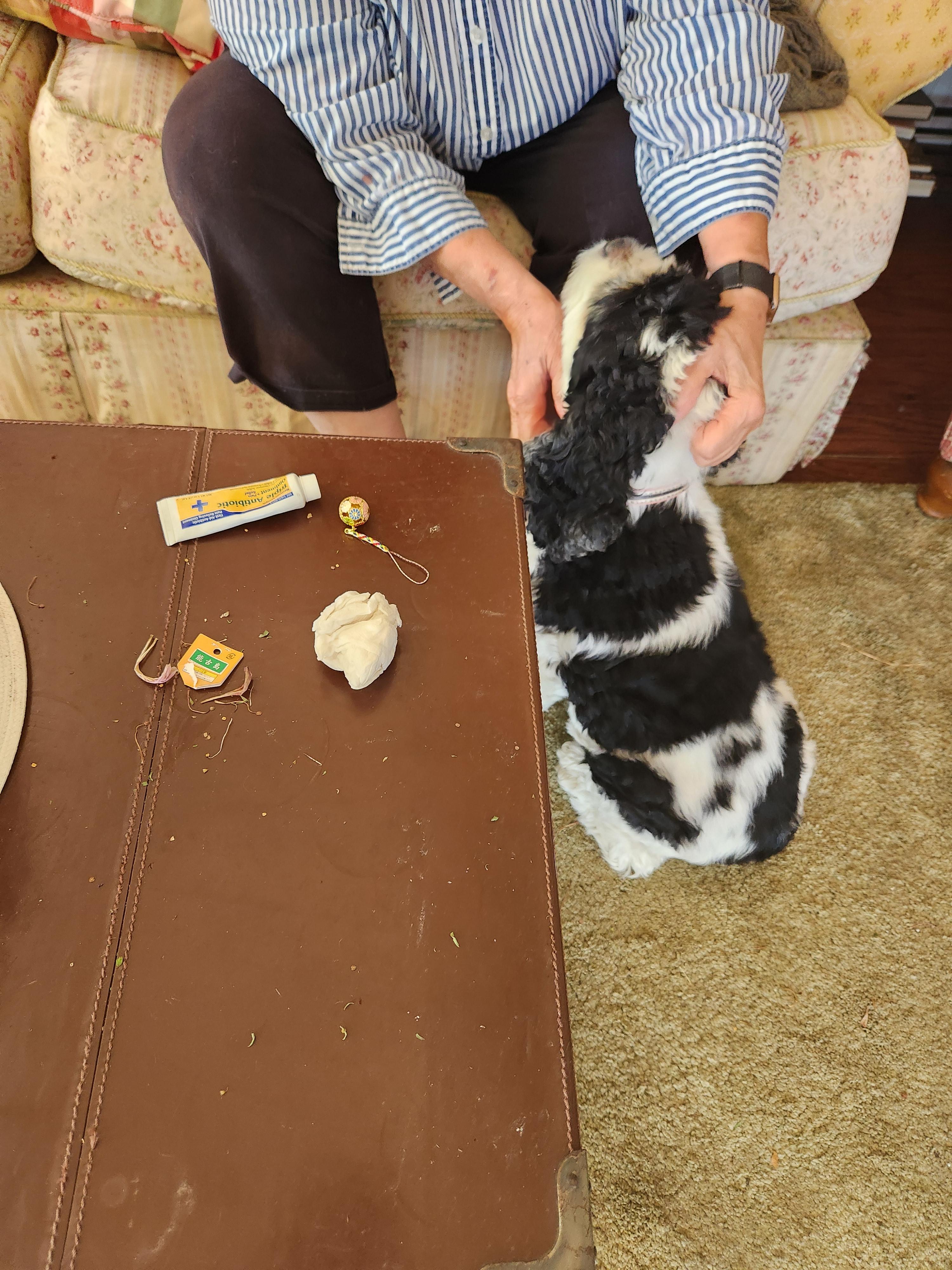 Lola, a Adopted Cocker Spaniel in Fort Worth, TX image 5/9