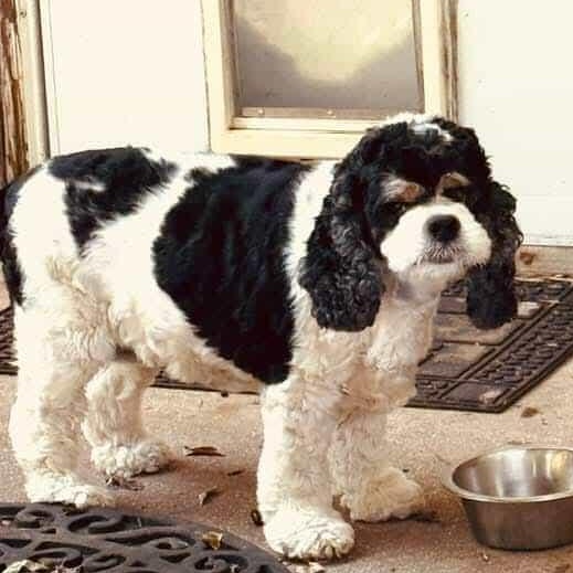 Lola, a Adopted Cocker Spaniel in Fort Worth, TX image 6/9