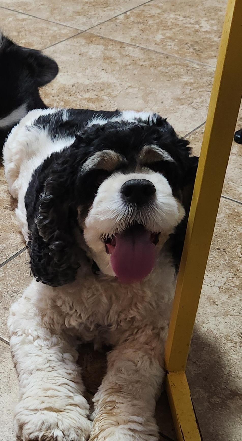 Enlarge Lola, a Adopted Cocker Spaniel in Fort Worth, TX image 7/9