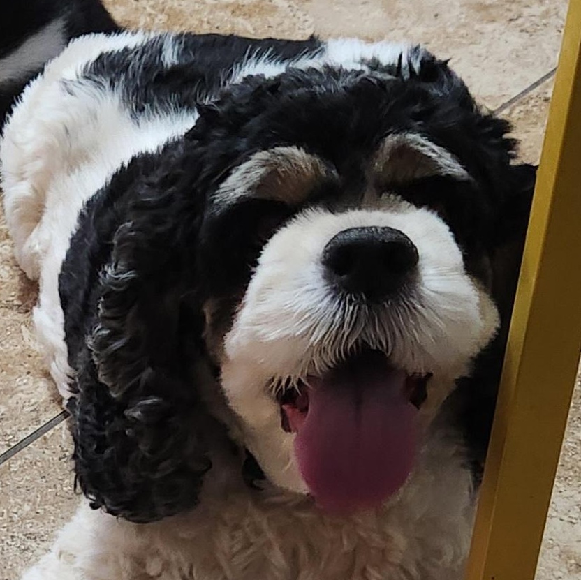 Lola, a Adopted Cocker Spaniel in Fort Worth, TX image 1/9