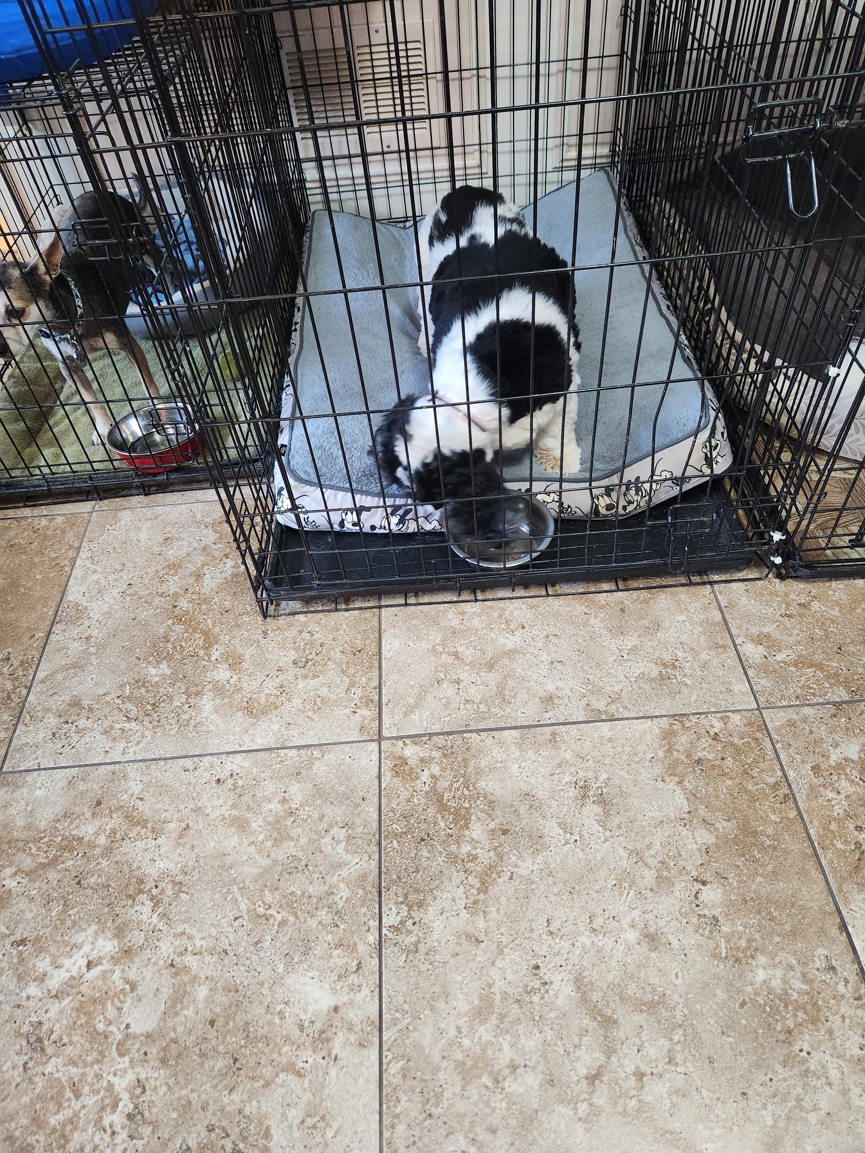 Enlarge Lola, a Adopted Cocker Spaniel in Fort Worth, TX image 9/9