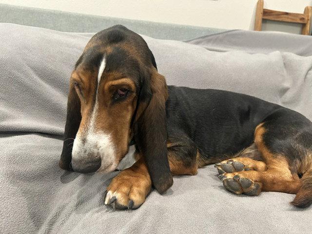 Duke (W. Sacramento), Adoptable, Young Male Basset Hound.