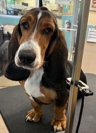 Enlarge Duke (W. Sacramento), a Adoptable Basset Hound in Petaluma, CA image 2/3