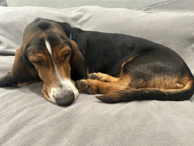 Enlarge Duke (W. Sacramento), a Adoptable Basset Hound in Petaluma, CA image 3/3