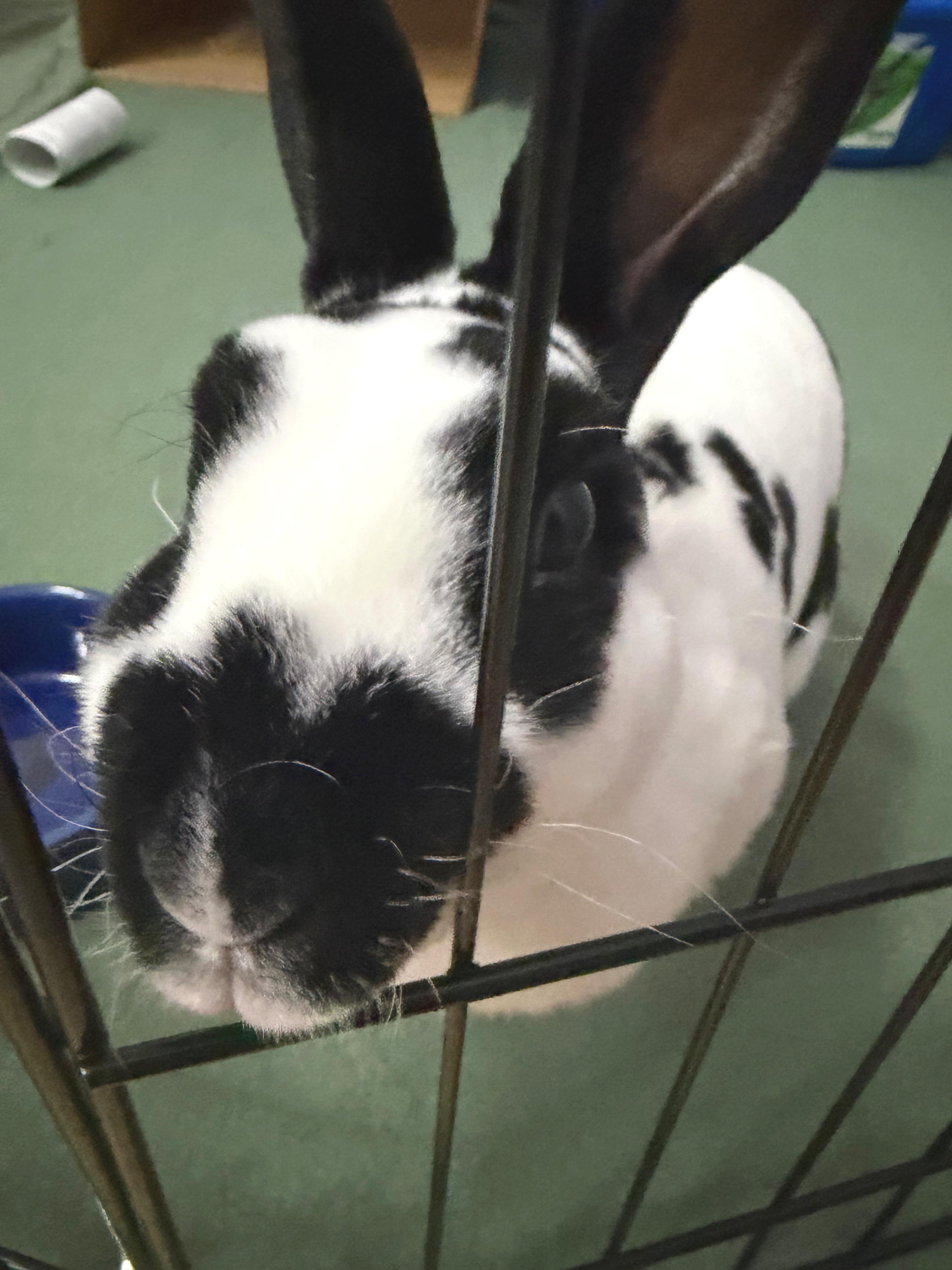 Evie, a ADOPTABLE Mini Rex in Oshkosh, WI image 4/4