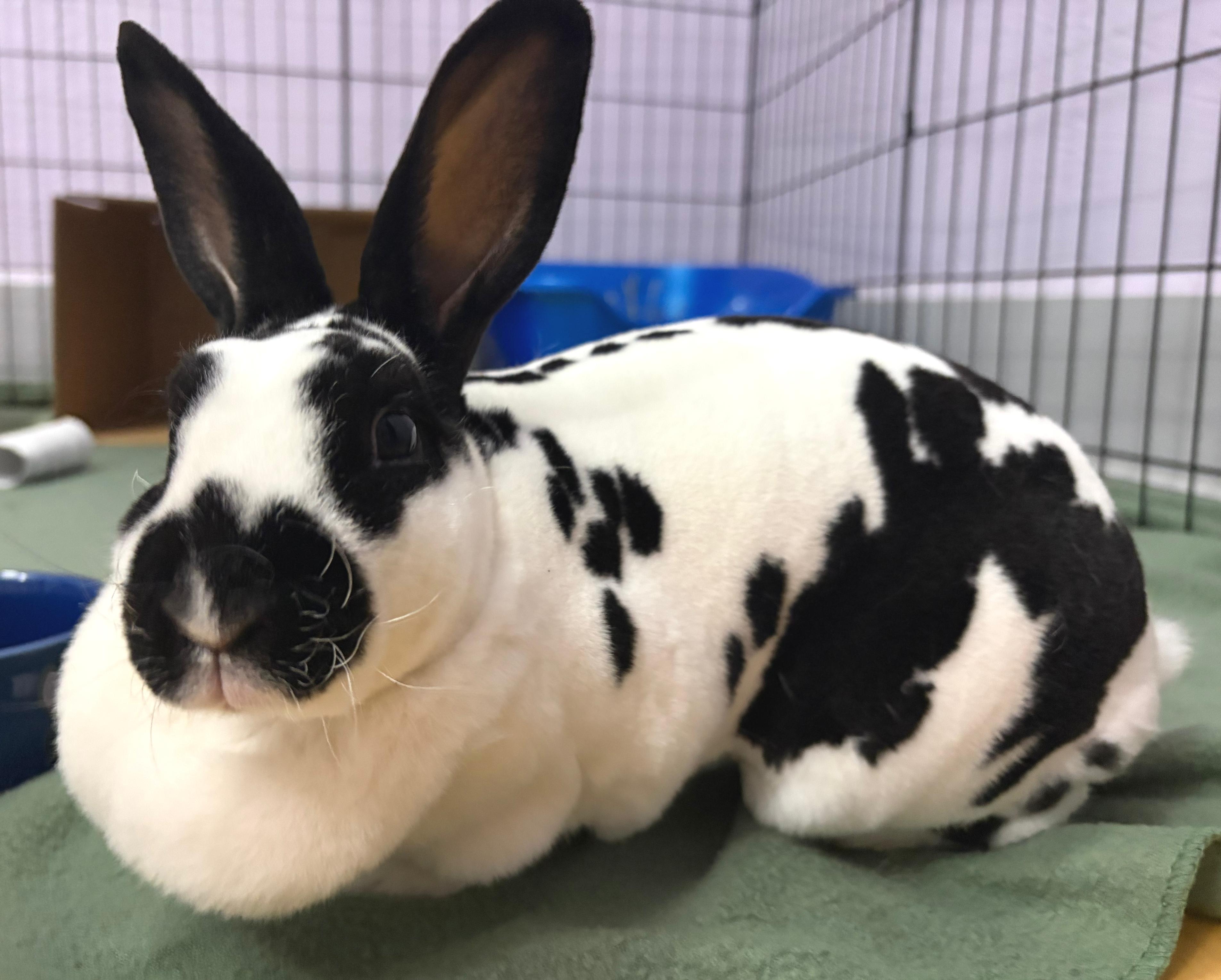 Evie, ADOPTABLE, Adult Female Mini Rex.