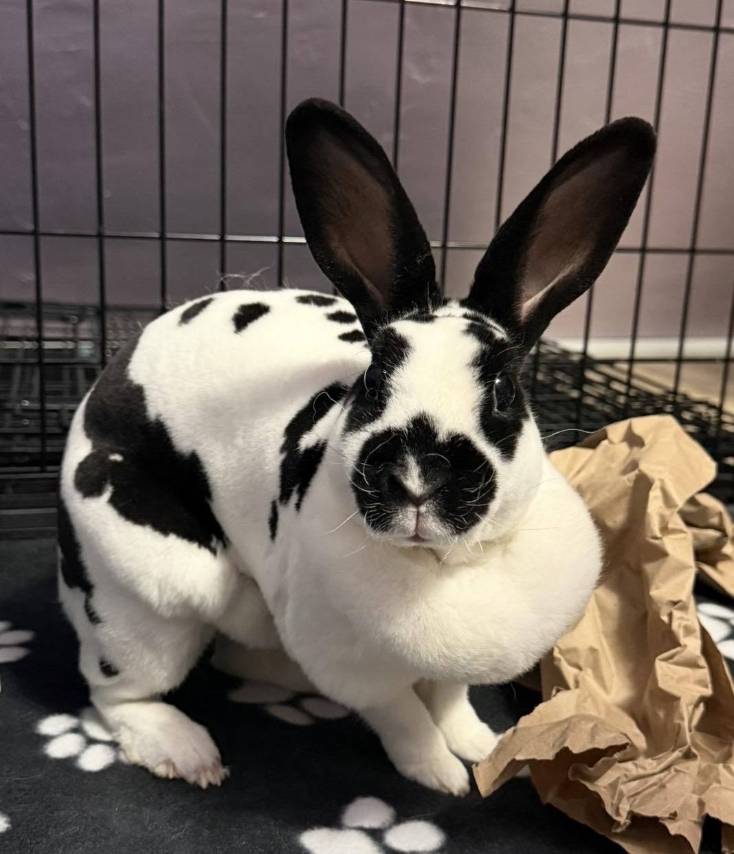 Evie, a ADOPTABLE Mini Rex in Oshkosh, WI image 3/4