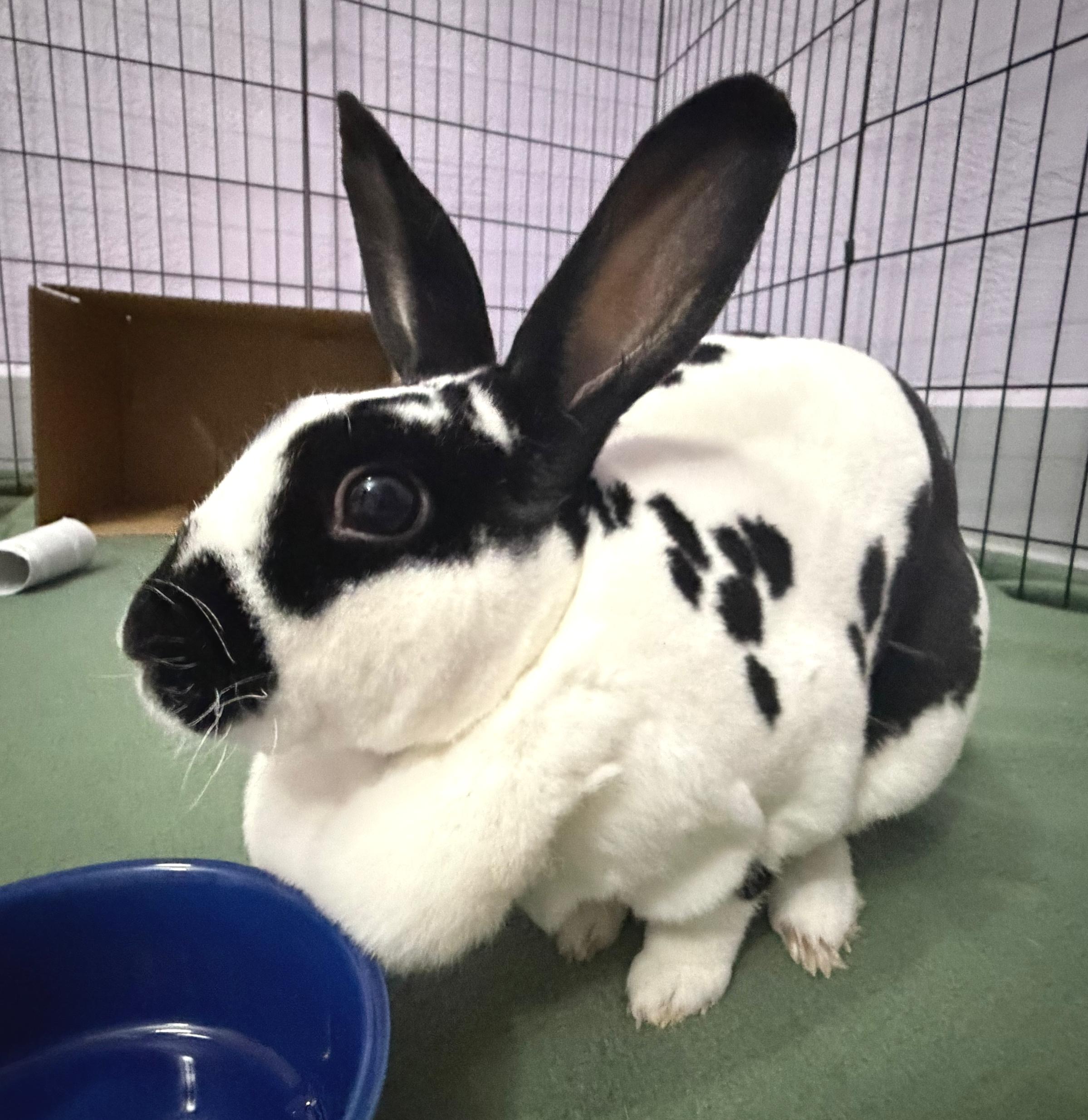 Evie, a ADOPTABLE Mini Rex in Oshkosh, WI image 2/4