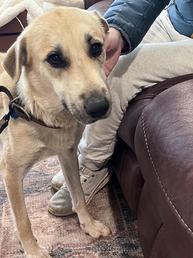 Enlarge June, a Adoptable mixed breed in Gillsville, GA image 1/5