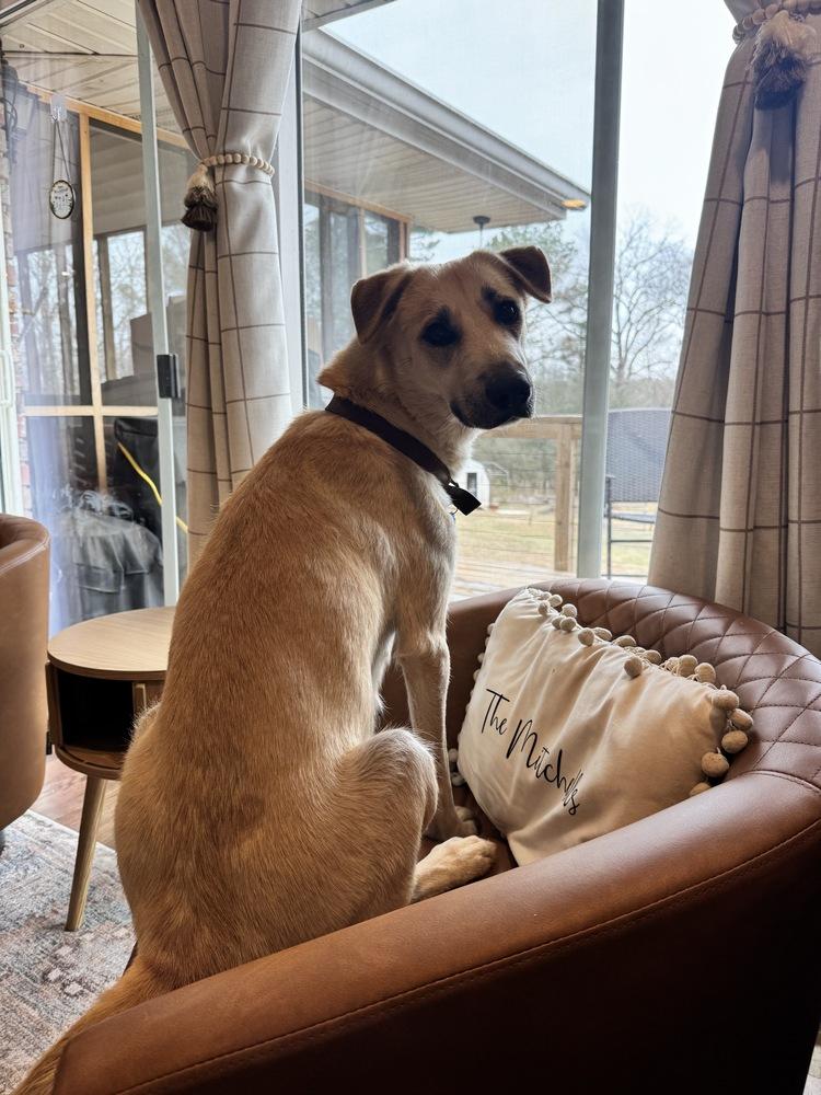 Enlarge June, a Adoptable mixed breed in Gillsville, GA image 2/5