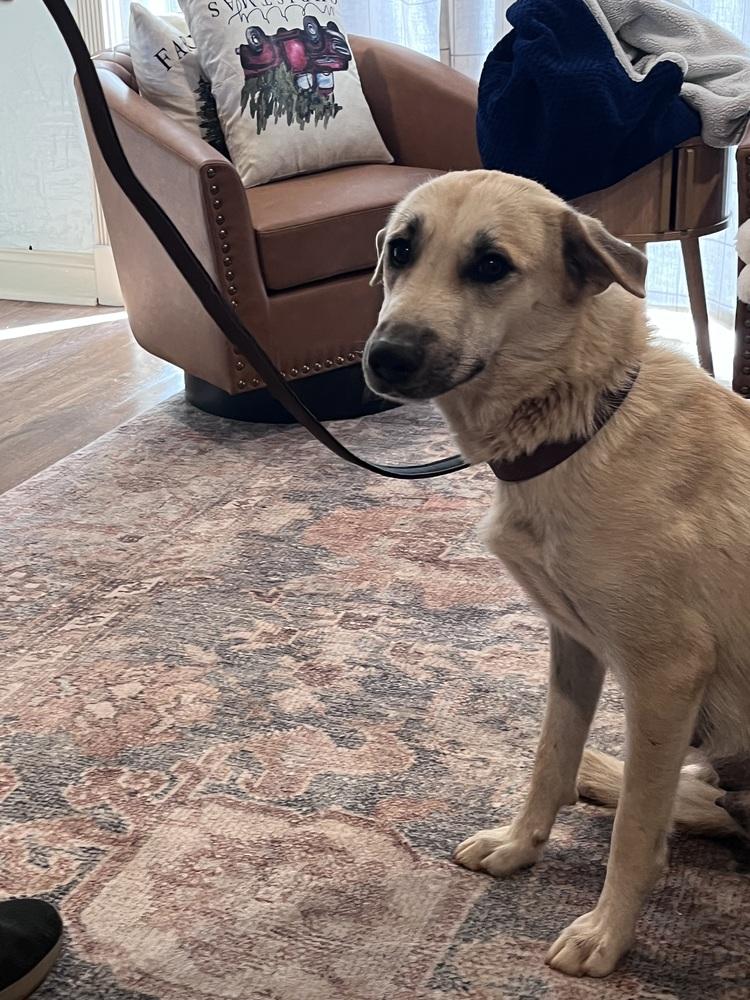 Enlarge June, a Adoptable mixed breed in Gillsville, GA image 5/5