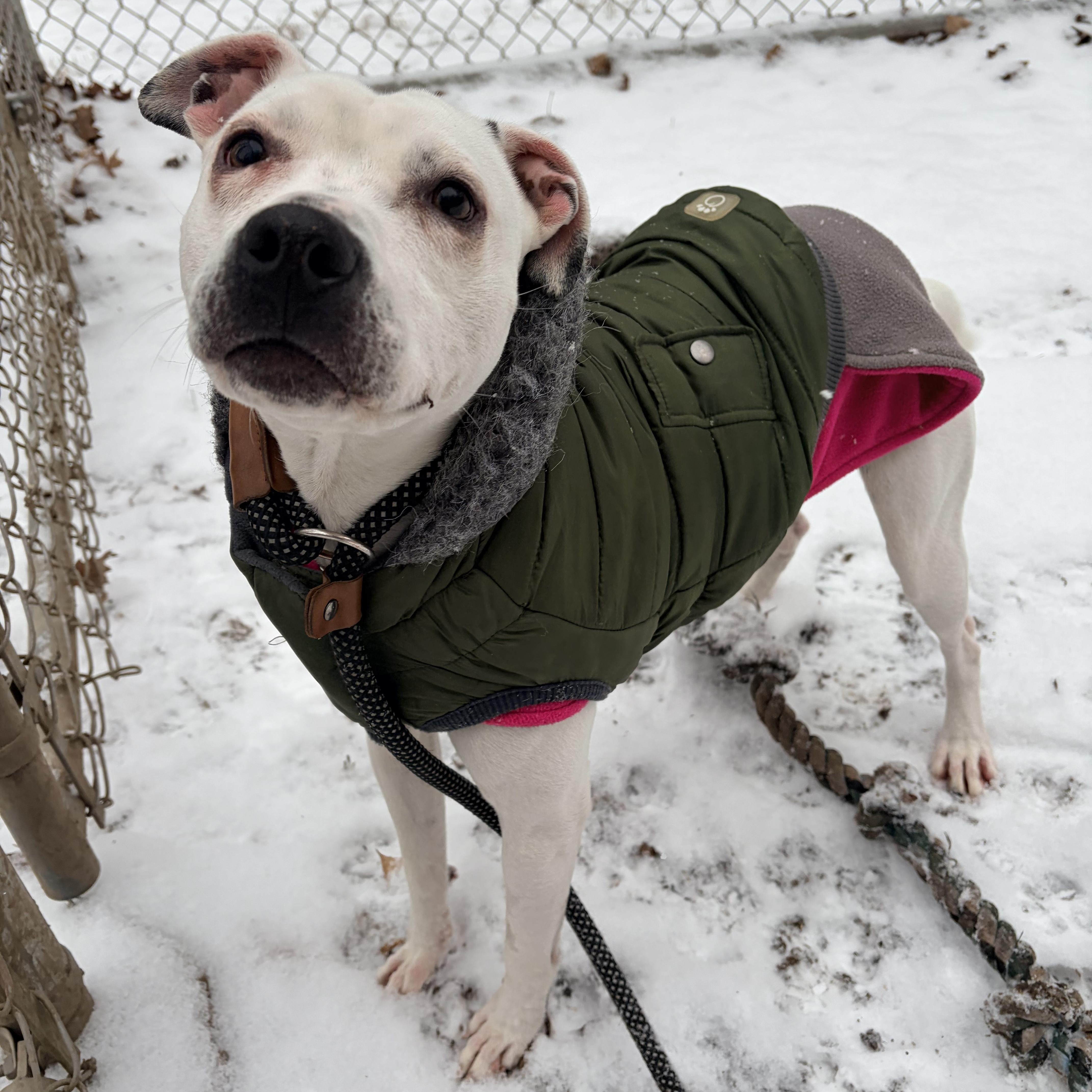 Holly , ADOPTABLE, Young Female Pit Bull Terrier.