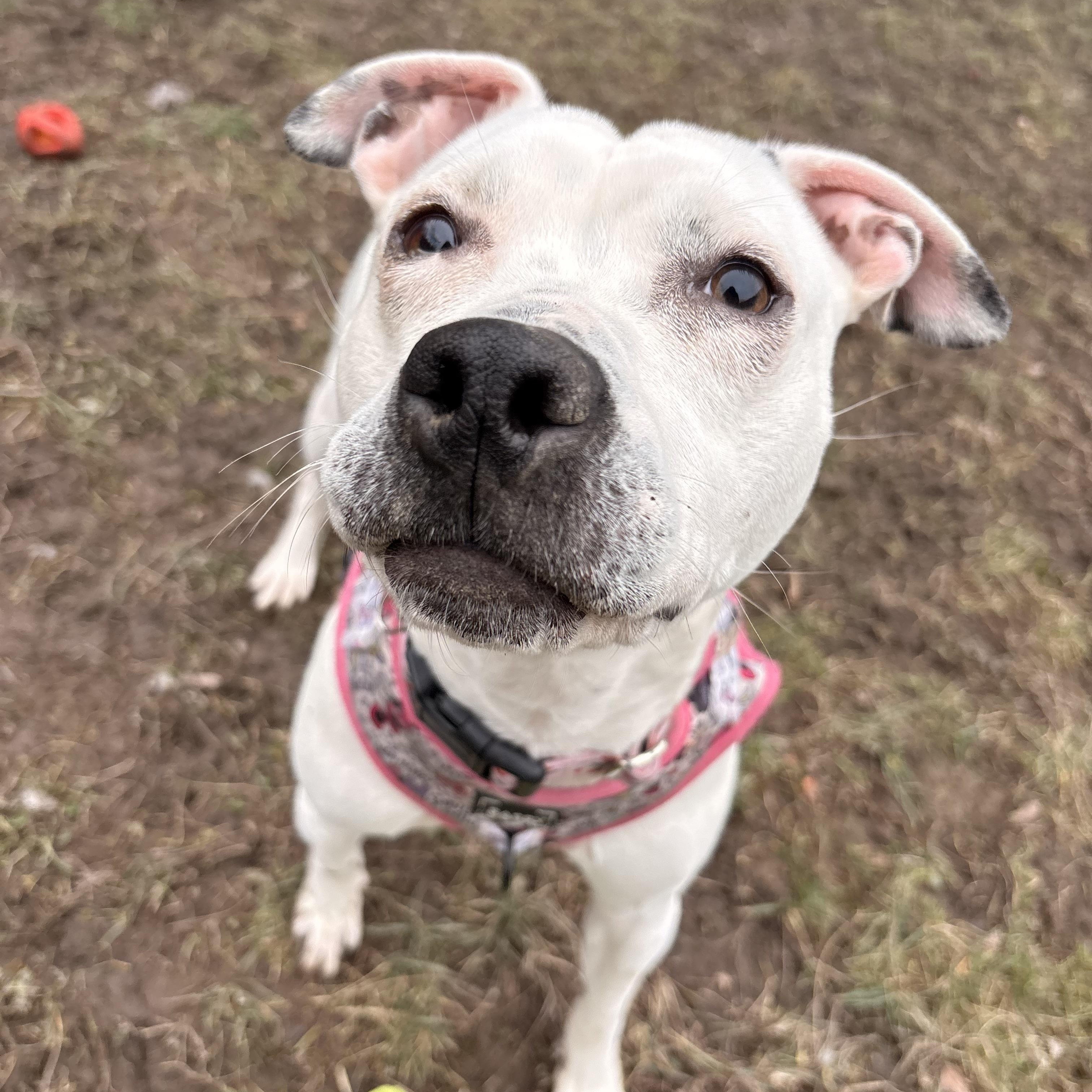 Holly , ADOPTABLE, Young Female Pit Bull Terrier.