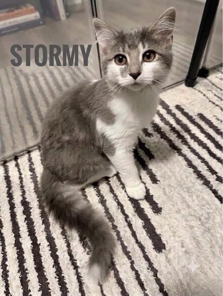 Enlarge Stormy, a Adopted American Shorthair in Elkland, PA image 1/1